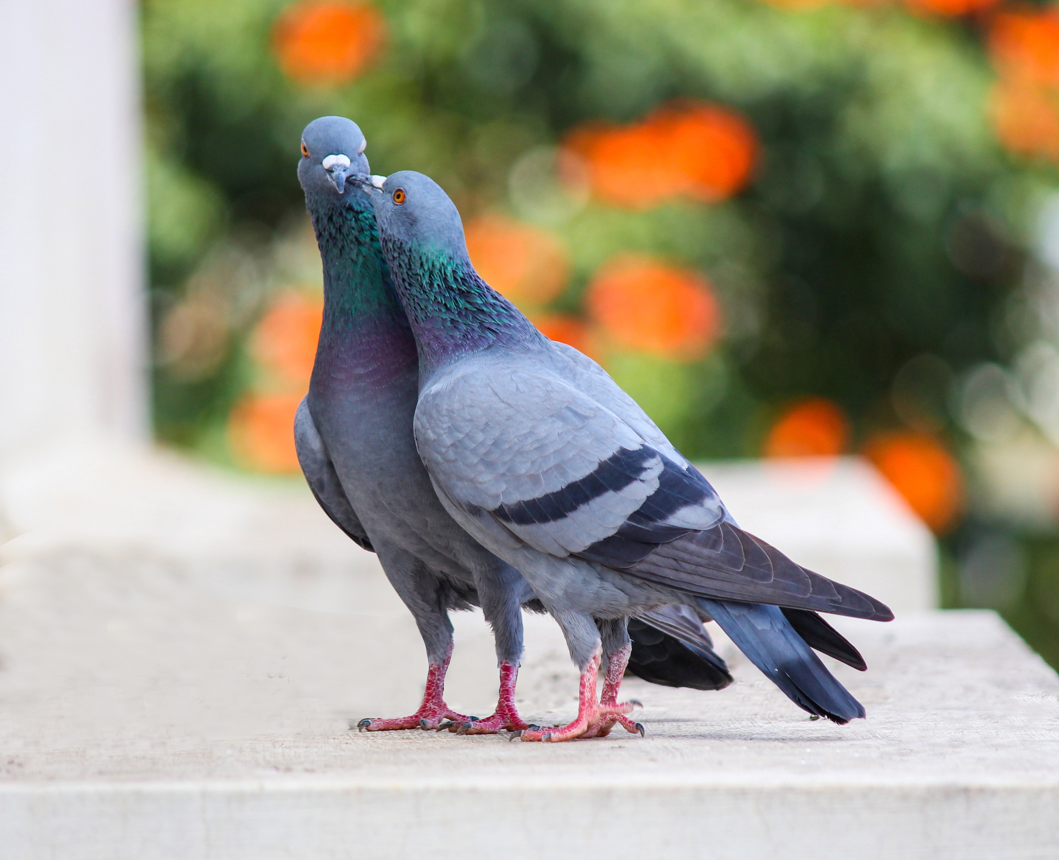 pigeons-galluvet-birds-and-fowl