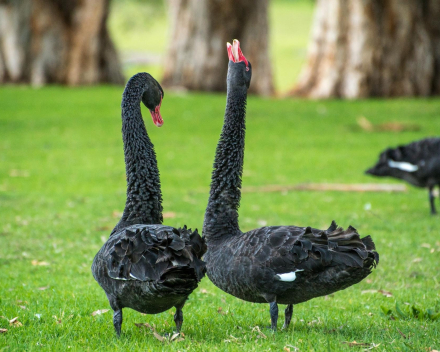 Park- en watervogels