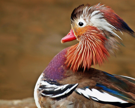 Park- en watervogels