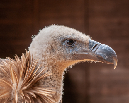 Roofvogels