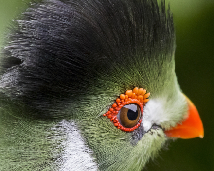 Park- en watervogels