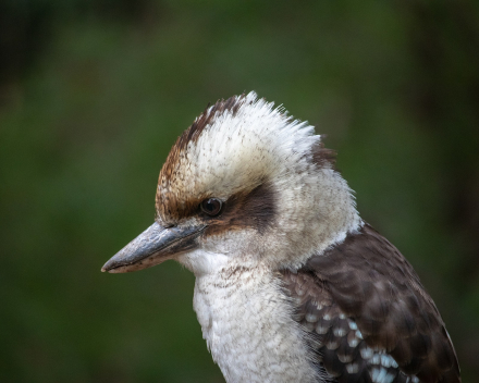 Park-/Watervogels