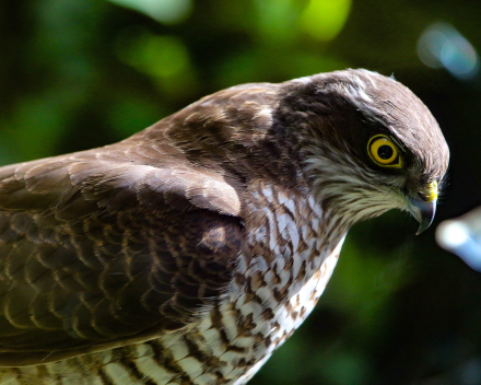 Roofvogels