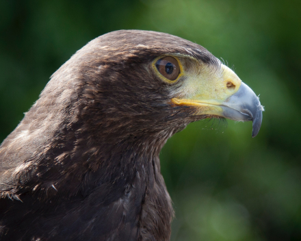 Roofvogels