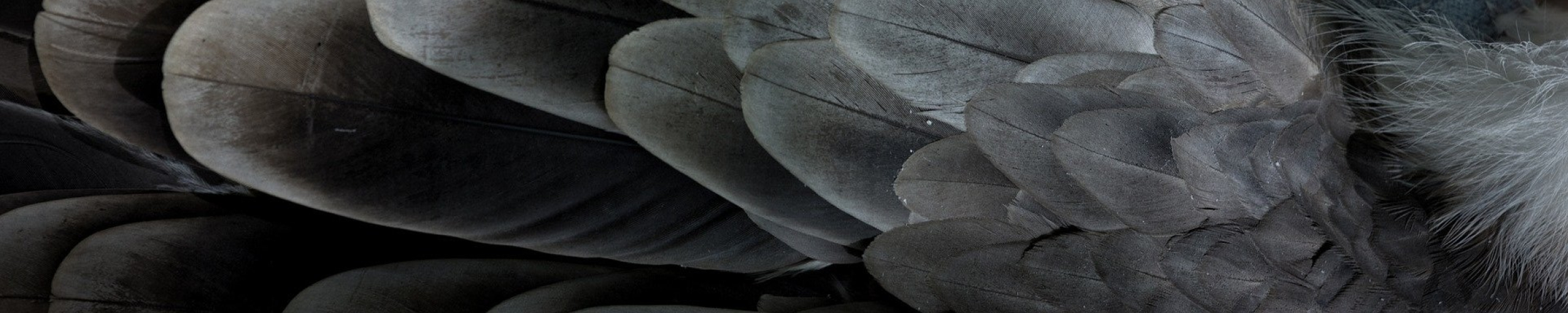 Autopsy Galluvet Birds and Fowl