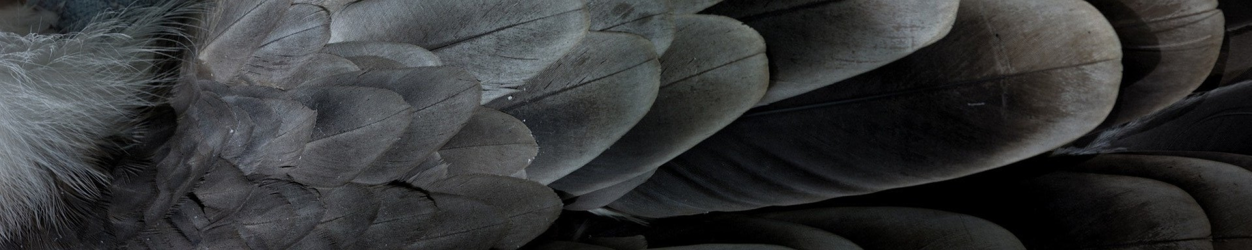 Autopsy Galluvet Birds and Fowl